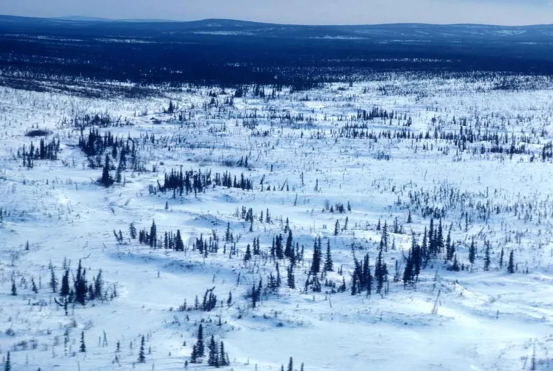 Boreal forest in winter, seen from the air: scattered spruce on snow, low hills on the horizon.